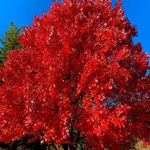 Meet your Posher, Sue